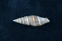 藏品(黑筆螺)的圖片